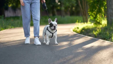 perro Bulldog francés caminando con correa en el parque