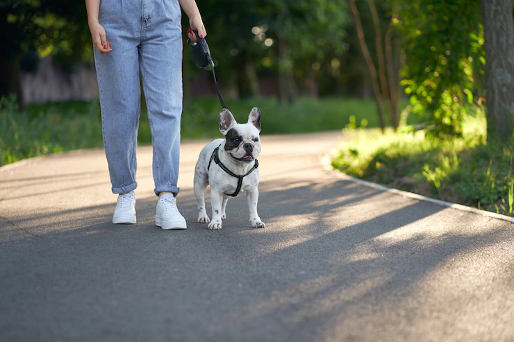 perro Bulldog francés caminando con correa en el parque
