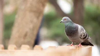 Disparo de enfoque selectivo de una adorable paloma manchada de pie en la cerca del parque