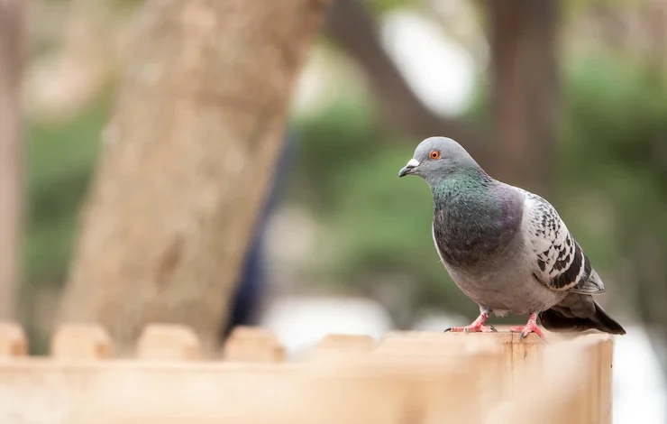 Disparo de enfoque selectivo de una adorable paloma manchada de pie en la cerca del parque