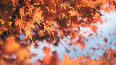 Hoja de momiji de arce otoño