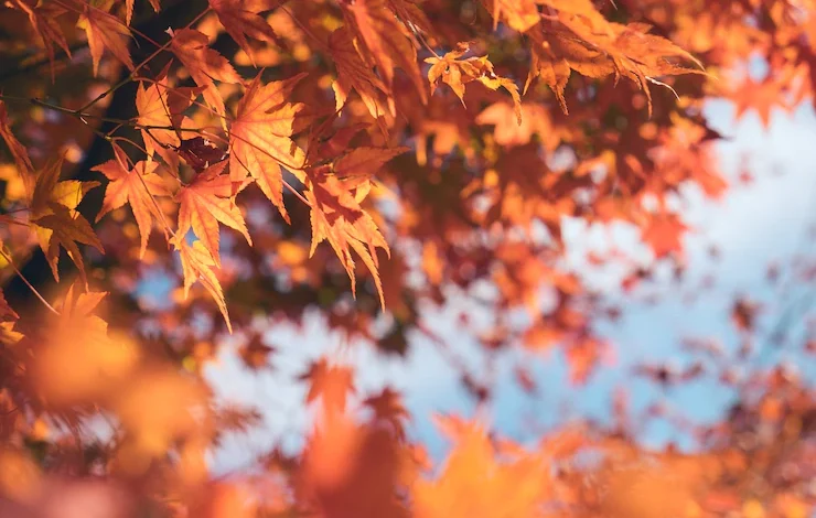 Hoja de momiji de arce otoño