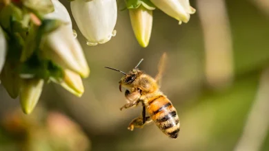 Primer plano de una abeja volando para polinizar flores blancas abejas
