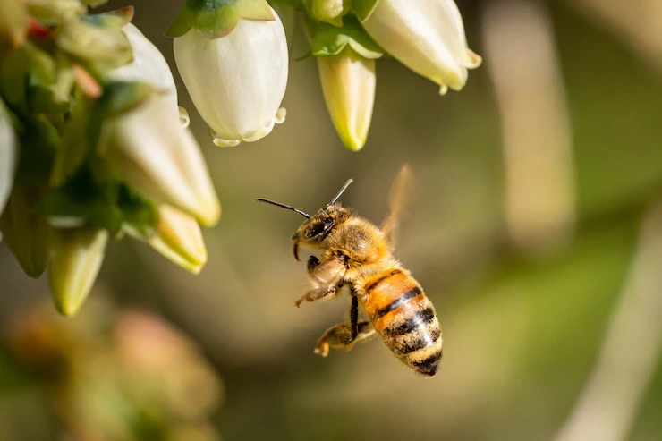Primer plano de una abeja volando para polinizar flores blancas abejas