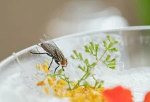 enjambre de moscas en la comida comida sucia no puede comer