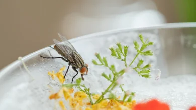 enjambre de moscas en la comida comida sucia no puede comer