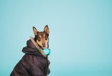 perros con chaleco