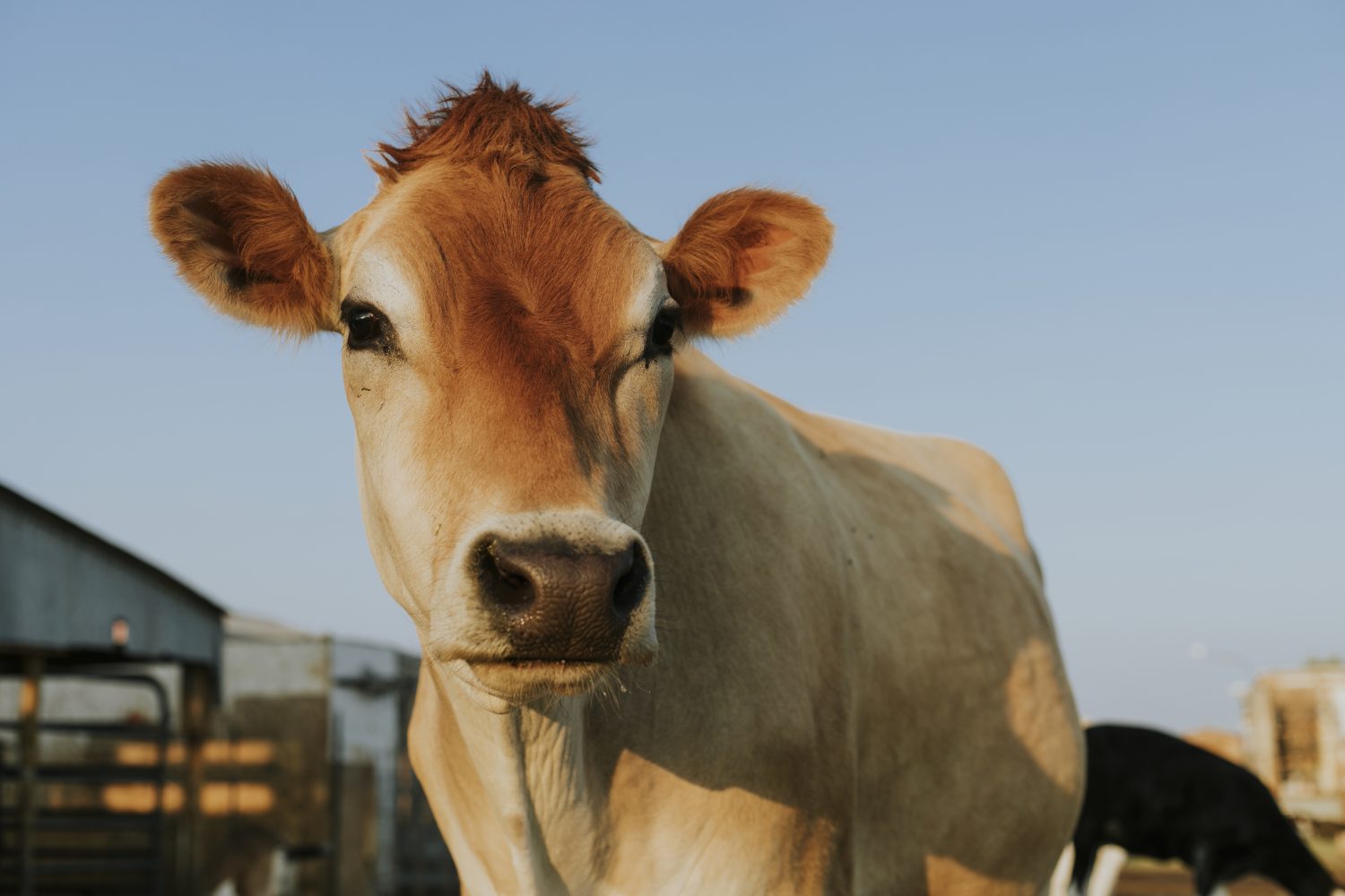 vaca aubrac rescatada, el santuario de soledad