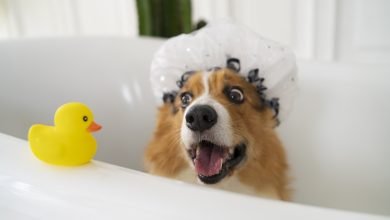 bañar a tu mascota